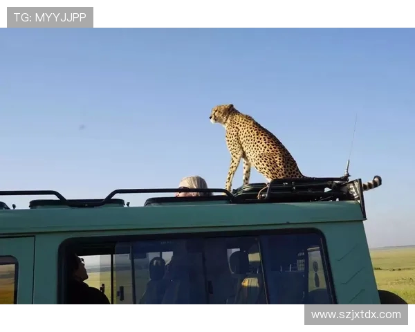 成都极限运动队实力分析与发展潜力探讨